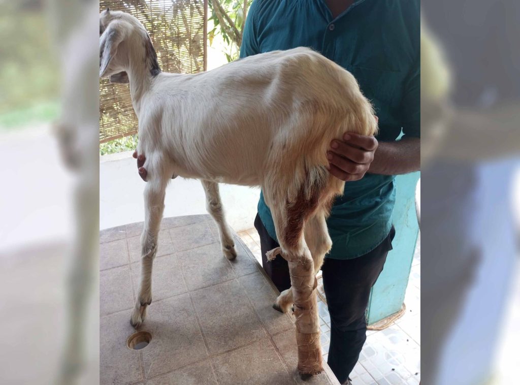 A correction. Suffered from left metatarsal fracture cured by proper bandage in 6 weeks.